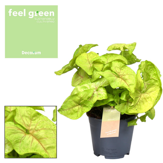 Syngonium Golden Feel Green - Ø14cm - ↕30cm bei Pflanzfix24