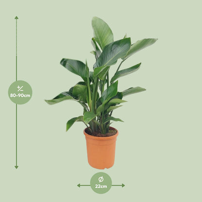Strelitzia Nicolai - Ø22cm - ↕85cm - Pflanzfix24