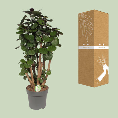 Polyscias Fabian - Ø24cm - ↕90cm bei Pflanzfix24