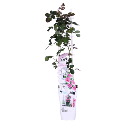 3x - Rosa Crazy in Love 'Pink' - ↨65cm - Ø15 - Pflanzfix24