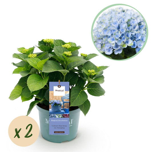 Pflanzfix24.de - Hortensie - Hydrangea Magical Revolution Blue - Blau - 6-10 Blumen - 2 Pflanzen - Topf 23cm Höhe 55cm - Pflanzfix24.de