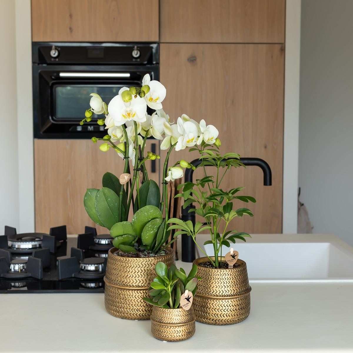 Pflanzfix24.de | Groove Blumentopf - Goldener Keramik-Topf - Ø6cm - Pflanzfix24.de