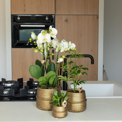 Pflanzfix24.de | Groove Blumentopf - Goldener Keramik-Topf - Ø6cm - Pflanzfix24.de