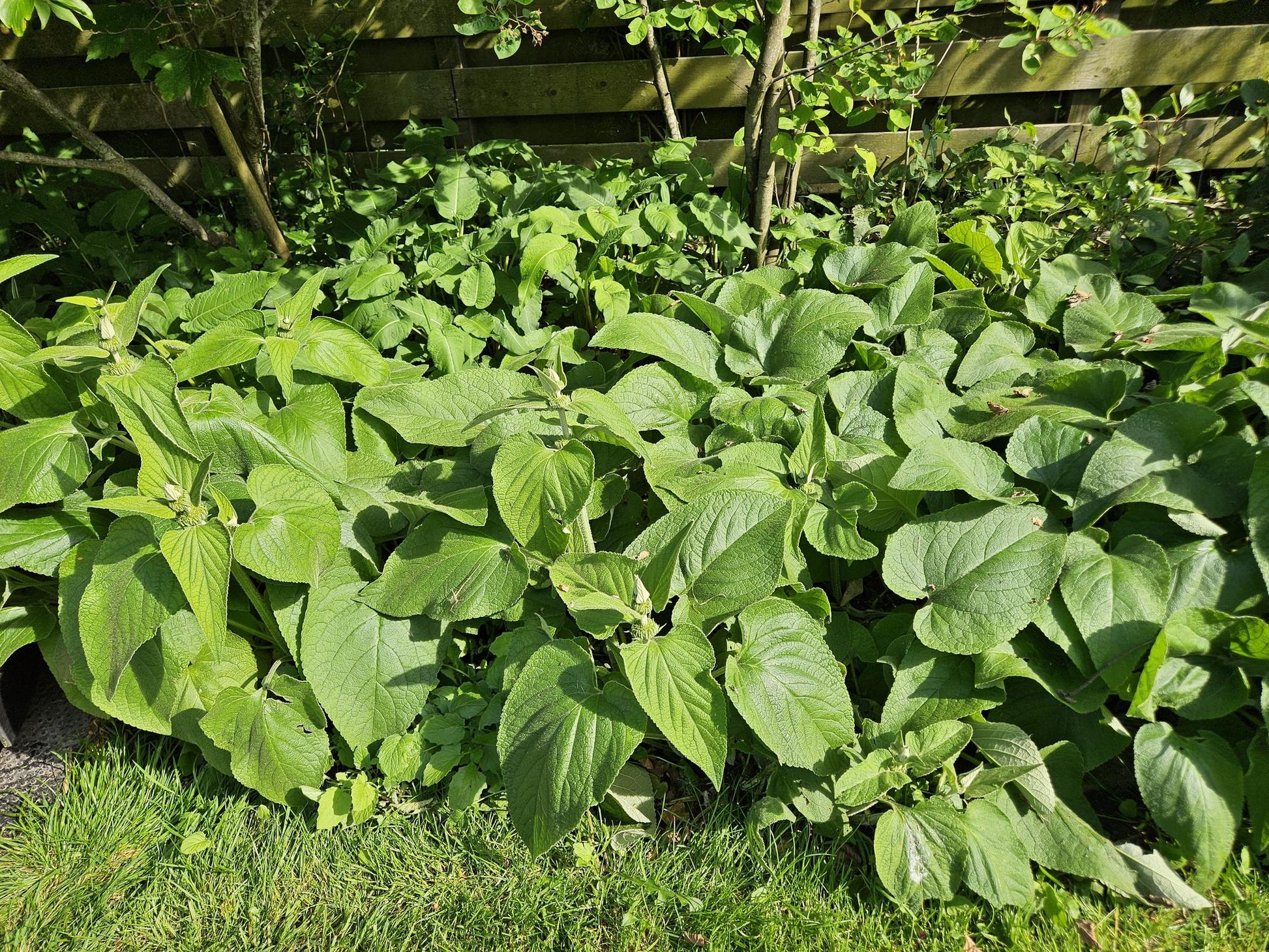 12x Phlomis russeliana winterharte Staude Ø9cm – Pflanzfix24.de - Pflanzfix24.de