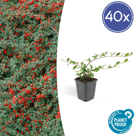 40x Cotoneaster dam. 'Major' - Pflanzfix24.de - Pflanzfix24.de