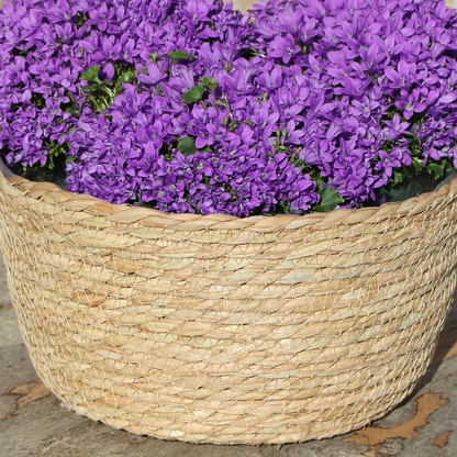 Campanula Addenda Ambella Intense purple - Weidenschale mit Bewässerungssystem - 3 Stück - indoor & outdoor - Pflanzfix24.de - Pflanzfix24.de