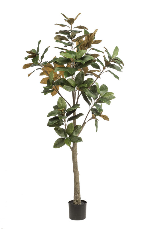 Kunstpflanze Magnolia Grandiflora – 180 cm – Realistischer Kunstbaum für Innenräume | Pflanzfix24.de - Pflanzfix24.de