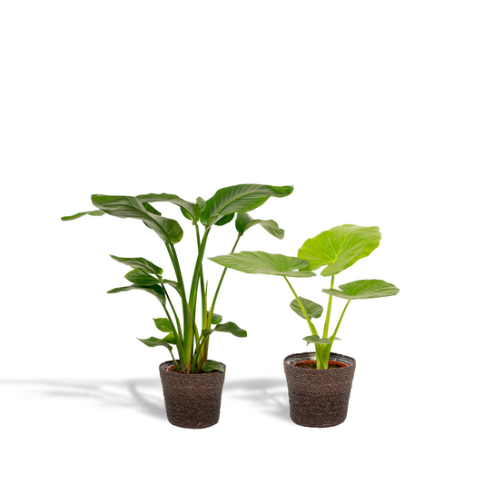 Strelitzia Nicolai & Alocasia Macrorrhiza Zimmerpflanzen-Set mit Korb Igmar - Pflanzfix24