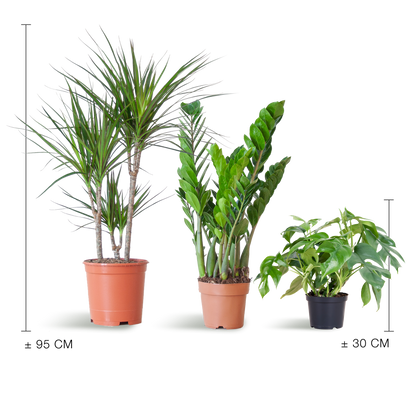 Shade Plant Box medium ohne Dekotopf | Pflanzfix24.de - Pflanzfix24.de