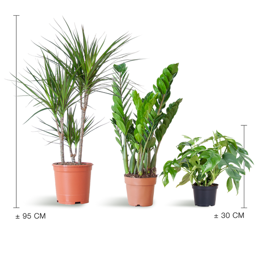 Shade Plant Box medium ohne Dekotopf | Pflanzfix24.de - Pflanzfix24.de