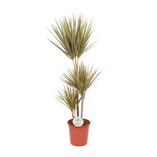 Dracaena Bicolor - Ø24cm - ↕115cm bei Pflanzfix24