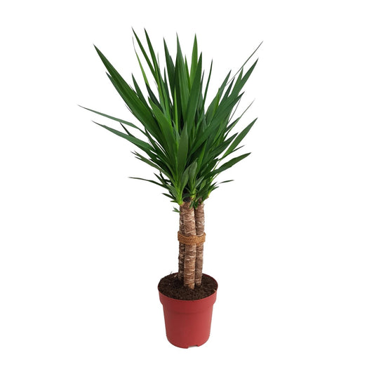 Yucca 'Tres Cañas' 50stam P24 - Ø24cm - ↕120cm bei Pflanzfix24