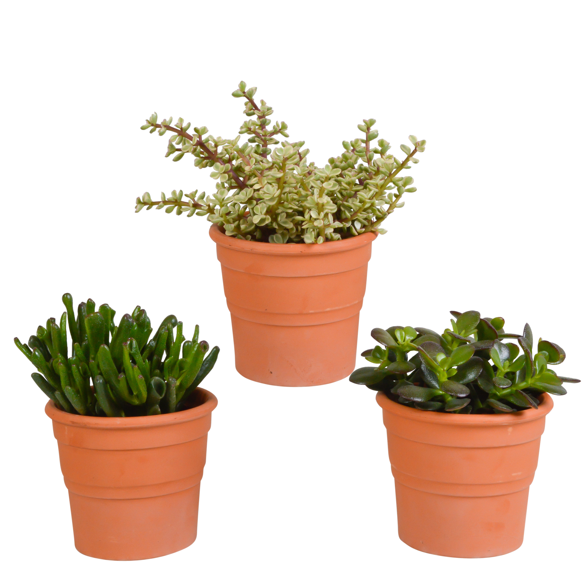 Crassula-Mischung 10,5 cm - 3x - in terracotta pot - Pflanzfix24.de - Pflanzfix24.de