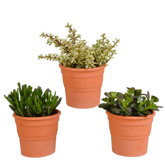 Crassula-Mischung 10,5 cm - 3x - in terracotta pot - Pflanzfix24.de - Pflanzfix24.de