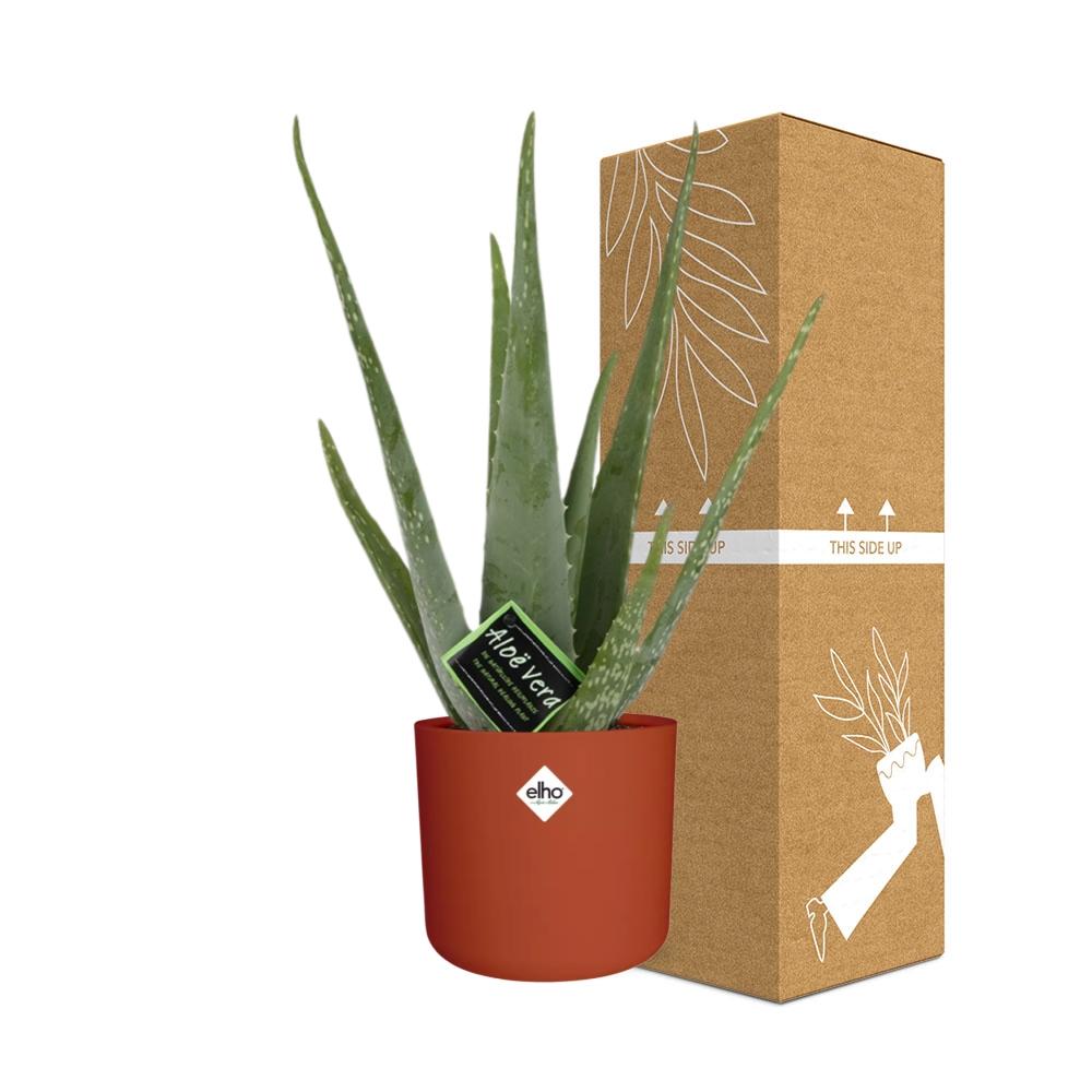 Aloe Vera 12cm ELHO b.for soft rond 14cm brique - Pflanzfix24
