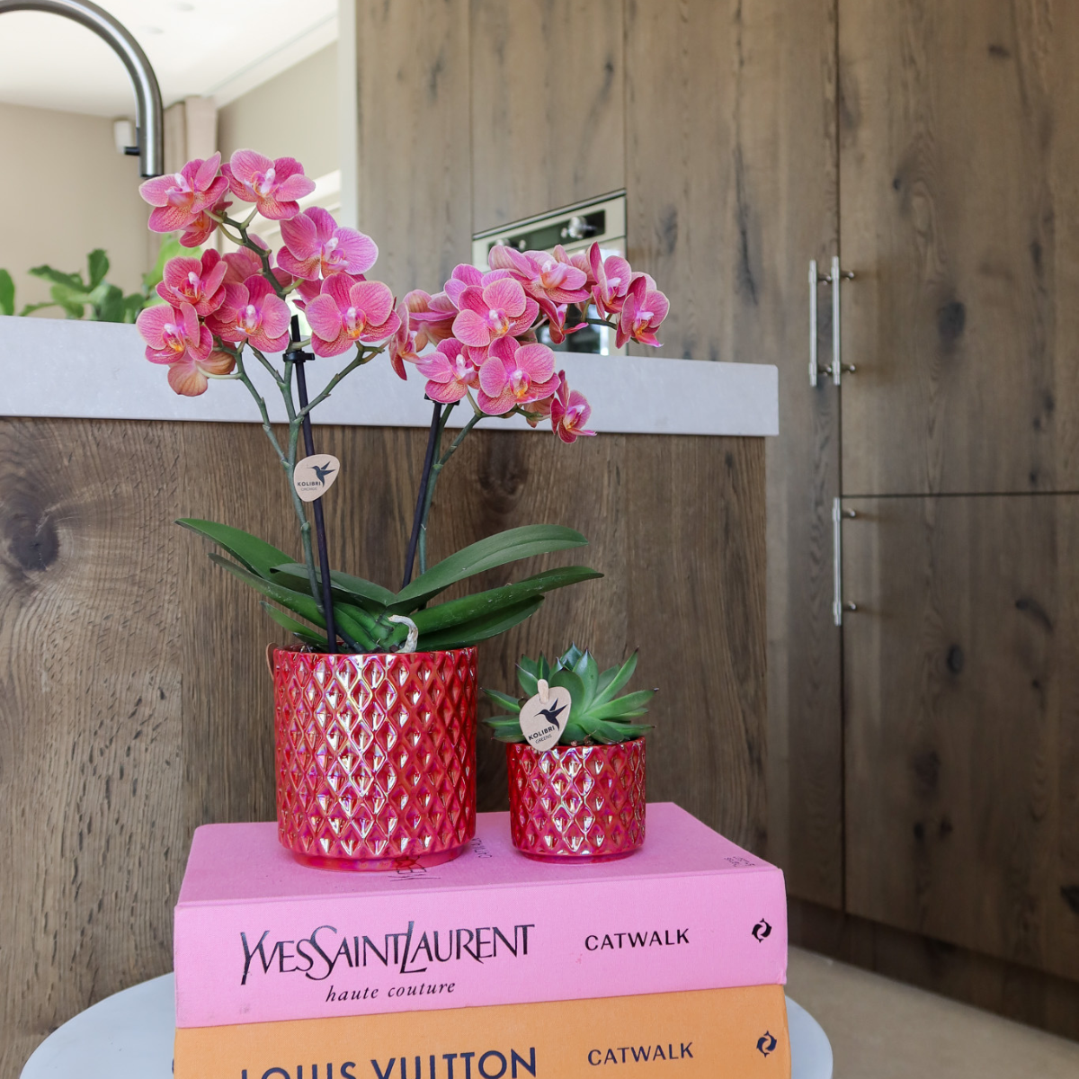 Rote Orchidee Congo im Pearl-Topf – Pflanzfix24.de - Pflanzfix24.de