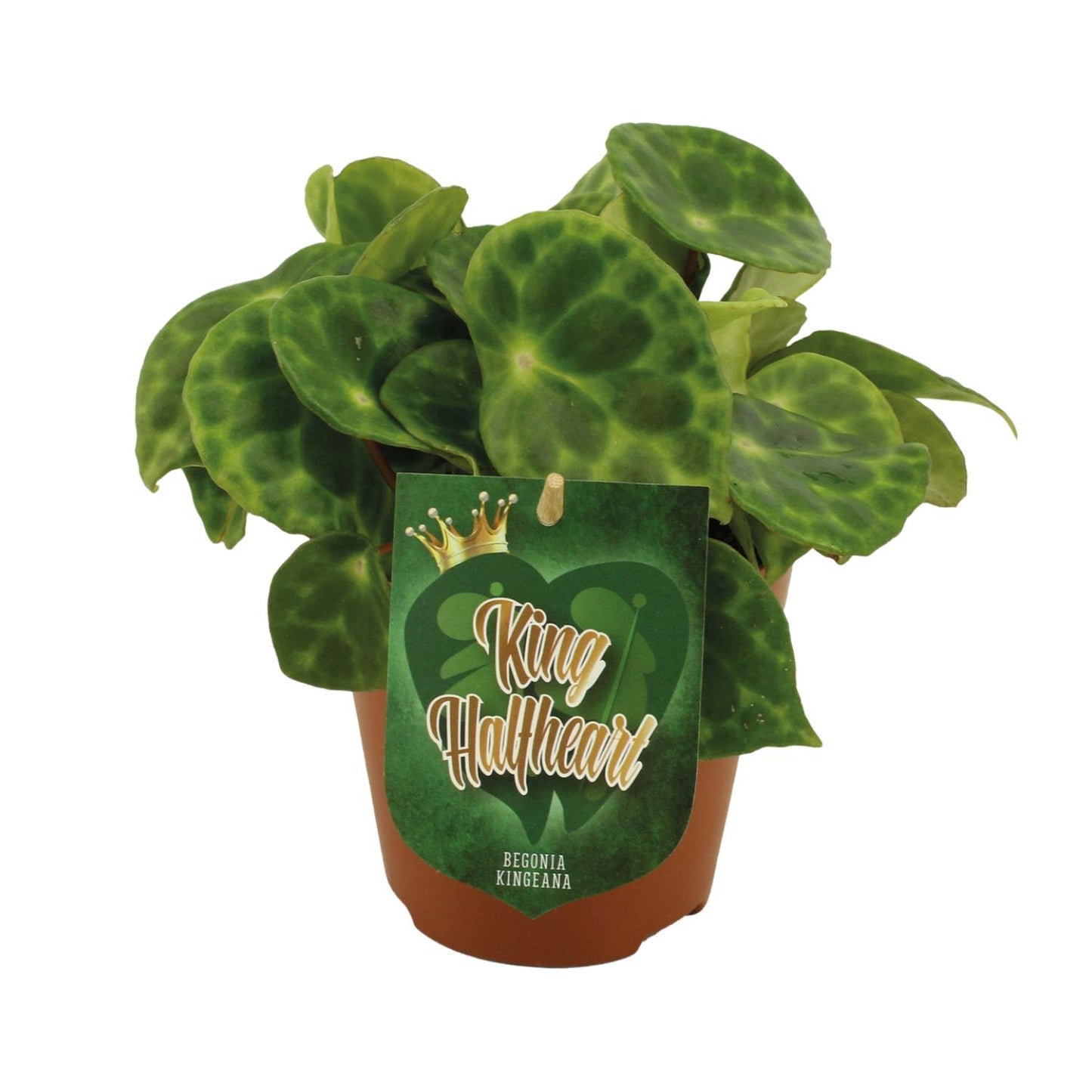 Begonia Kingiana - Ø12 ↕20 von Pflanzfix24