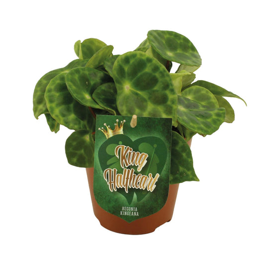 Begonia Kingiana - Ø12 ↕20 von Pflanzfix24