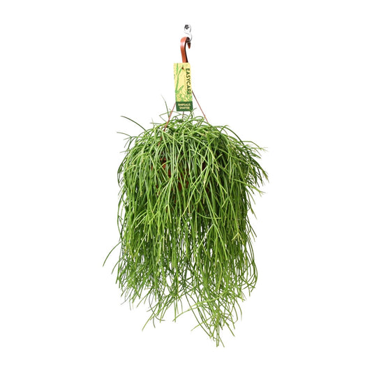 Rhipsalis Baccifera Shaferi – Zimmerpflanze | Pflanzfix24.de - Pflanzfix24.de
