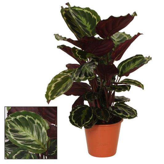 Calathea Medaillon - Ø19cm - Pflanzfix24.de - Pflanzfix24.de