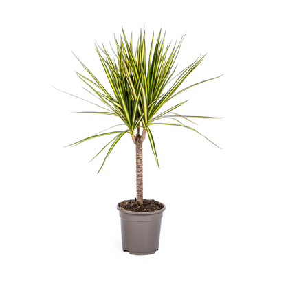 Dracaena Marginata Sunray Ø17cm - Pflanzfix24.de - Pflanzfix24.de