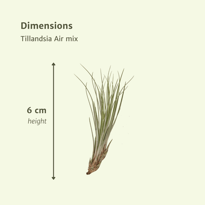 Tillandsia Air Mix - 20 Stück - 6cm - ø6 - Pflanzfix24