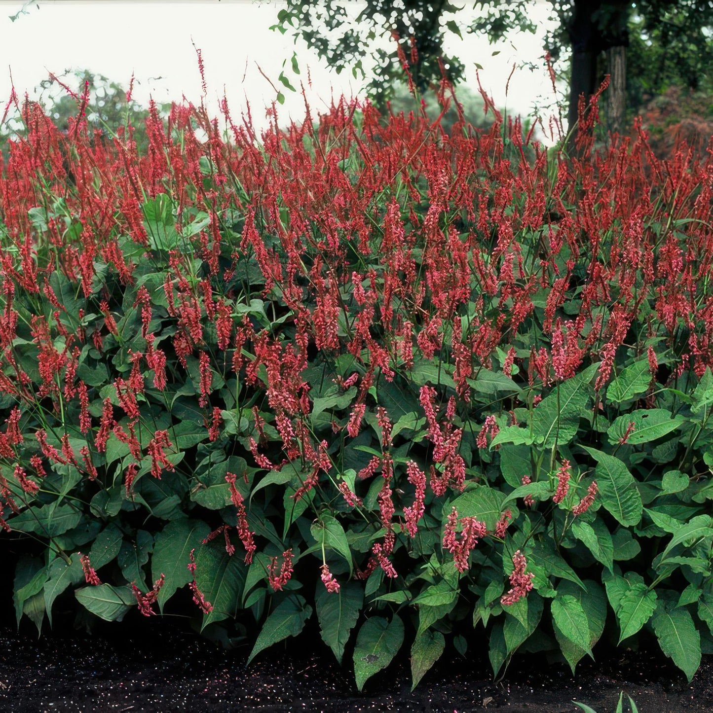 20x Persicaria amplexicaulis - ↕10-25cm - Ø9cm von Pflanzfix24.de - Pflanzfix24.de