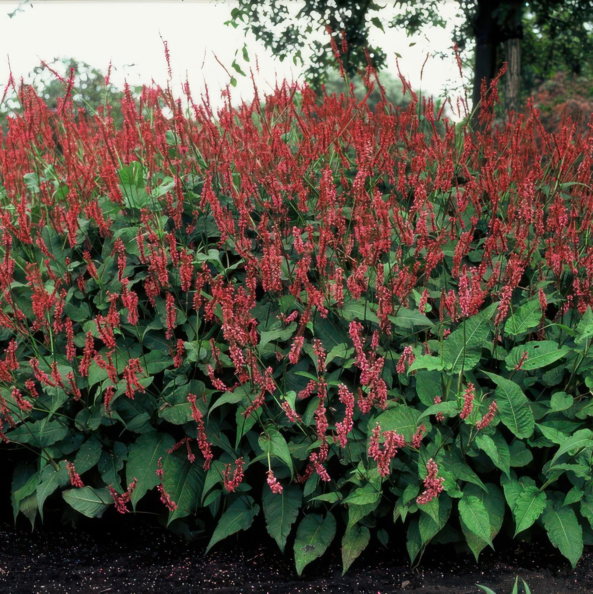 20x Persicaria amplexicaulis - ↕10-25cm - Ø9cm von Pflanzfix24.de - Pflanzfix24.de