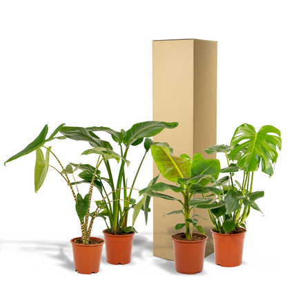 Tropisches Zimmerpflanzen-Set - Monstera, Alocasia, Strelitzia, Musa - Ø21cm/Ø19cm - ↕75cm/↕85cm - Pflanzfix24