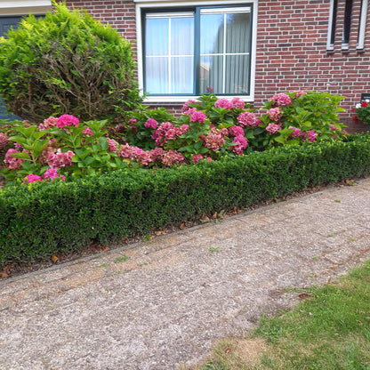 20x Euonymus japonicus 'Green Spire' von Pflanzfix24.de - Immergrüner Strauch für Ihr Gartenparadies - Pflanzfix24.de