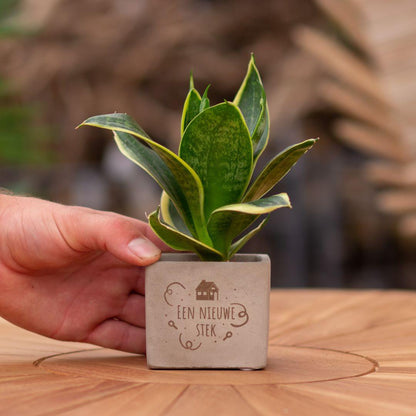 Congreet plantpots + Sansevieria | Een nieuwe stek - Pflanzfix24.de - Pflanzfix24.de