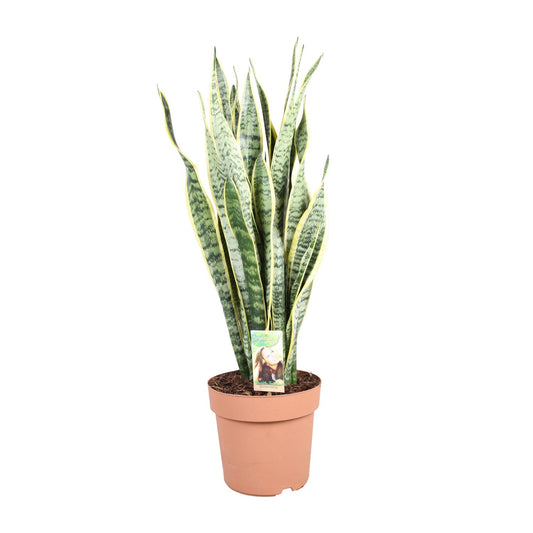 Sansevieria Trifasciata Laurentii - Ø24cm - ↕90cm - Pflanzfix24