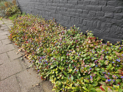 24x Ceratostigma plumbaginoides - Pflanzfix24