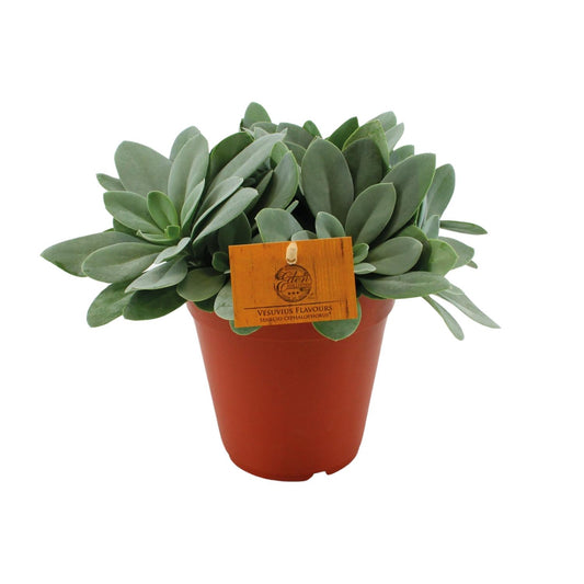 Senecio Cephalophorus - Ø15cm - ↕25cm bei Pflanzfix24