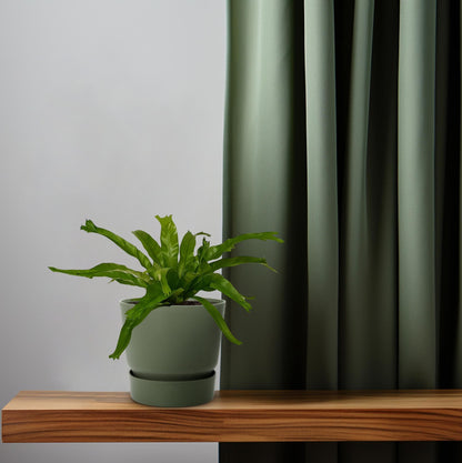 Asplenium Crissie - Ø12cm - ↕30cm - Pflanzfix24