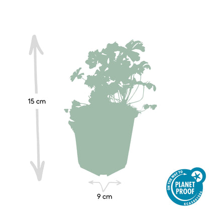 24x Geranium cant. 'Biokovo' - ↕10-25cm - Ø9cm - Pflanzfix24