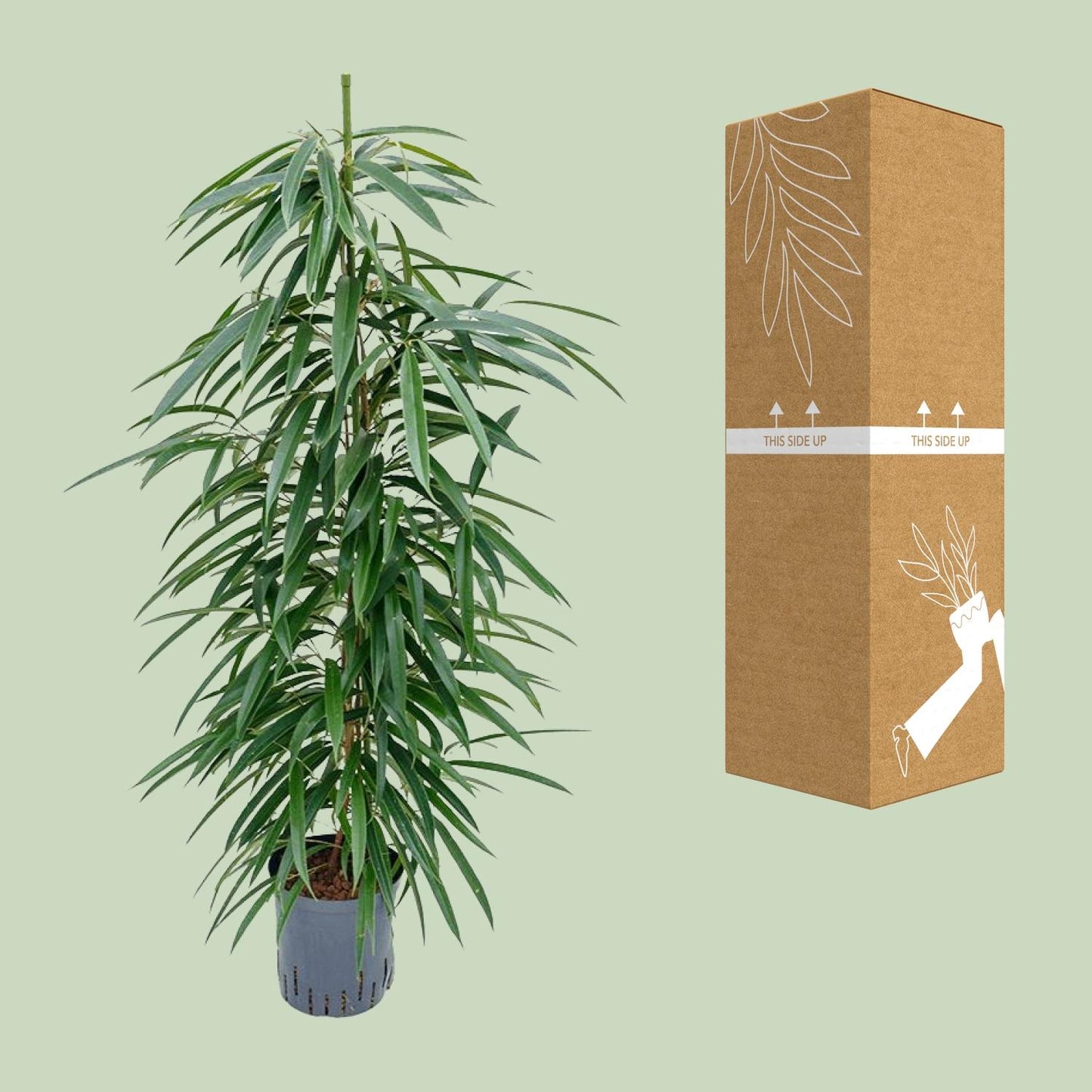 Ficus Binnendijkii 'Alii' (HYDRO) - Ø18cm - ↕110cm - Pflanzfix24