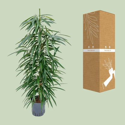 Ficus Binnendijkii 'Alii' (HYDRO) - Ø18cm - ↕110cm - Pflanzfix24