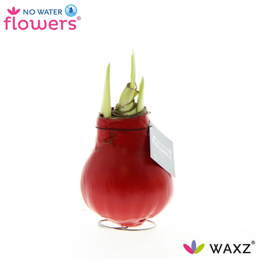 No Water Flowers Waxz® Red - ↕15cm - Pflanzfix24