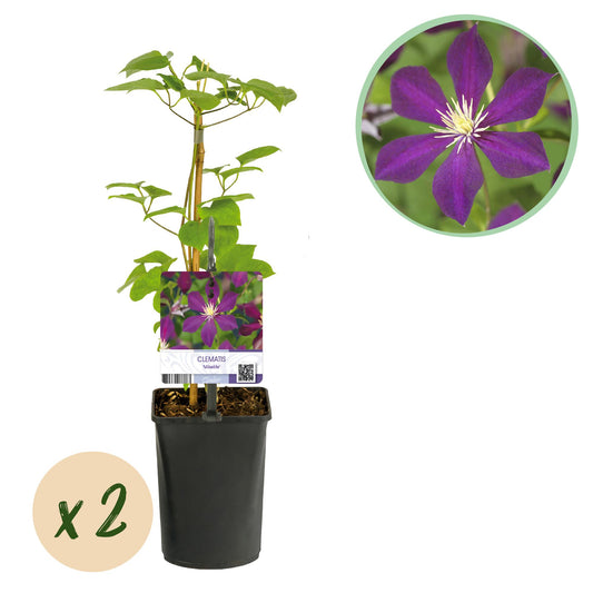 Pflanzfix24.de - Clematis 'Mikelite' - Kletterpflanze - Lila Blüte - 2 Pflanzen - Topf 11cm - Pflanzfix24.de