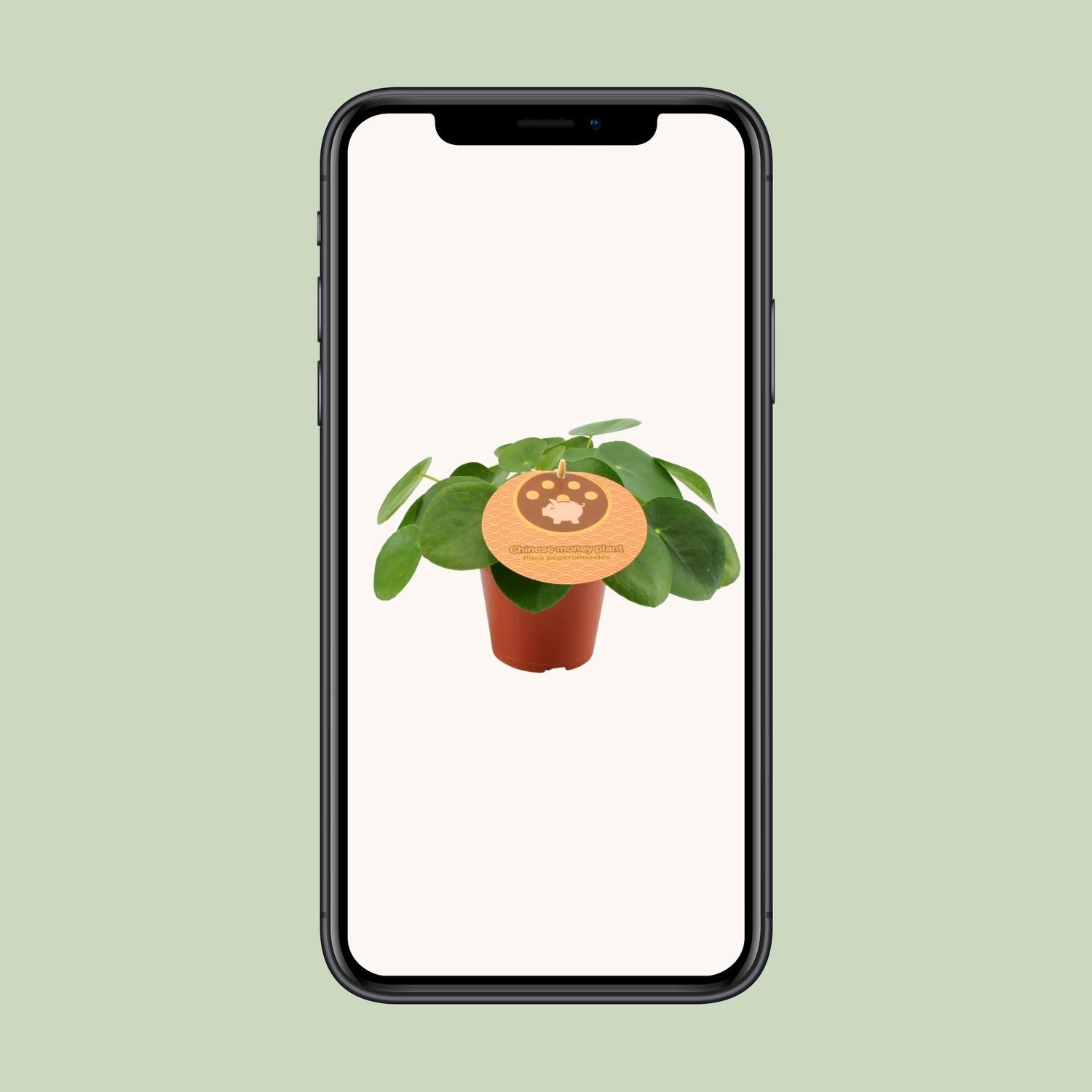 Pilea Peperomioides Ø12cm – Aluminium-Pflanze bei Pflanzfix24.de - Pflanzfix24.de