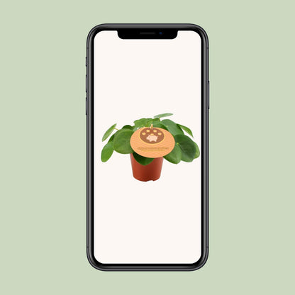 Pilea Peperomioides Ø12cm – Aluminium-Pflanze bei Pflanzfix24.de - Pflanzfix24.de
