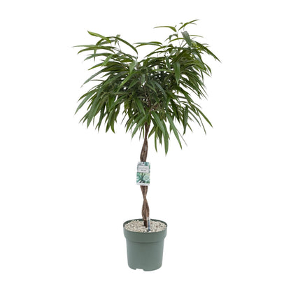 Ficus Mahori - Ø27cm - ↕120cm - Pflanzfix24