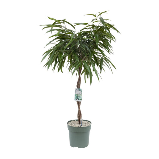 Ficus Mahori - Ø27cm - ↕120cm - Pflanzfix24