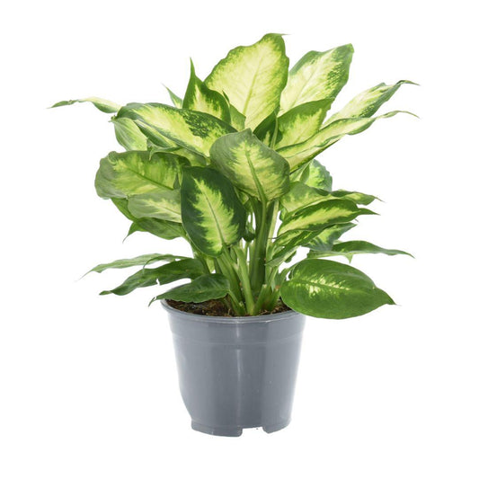 Dieffenbachia Camilla 2 PP - Ø14cm - ↕35cm - Pflanzfix24
