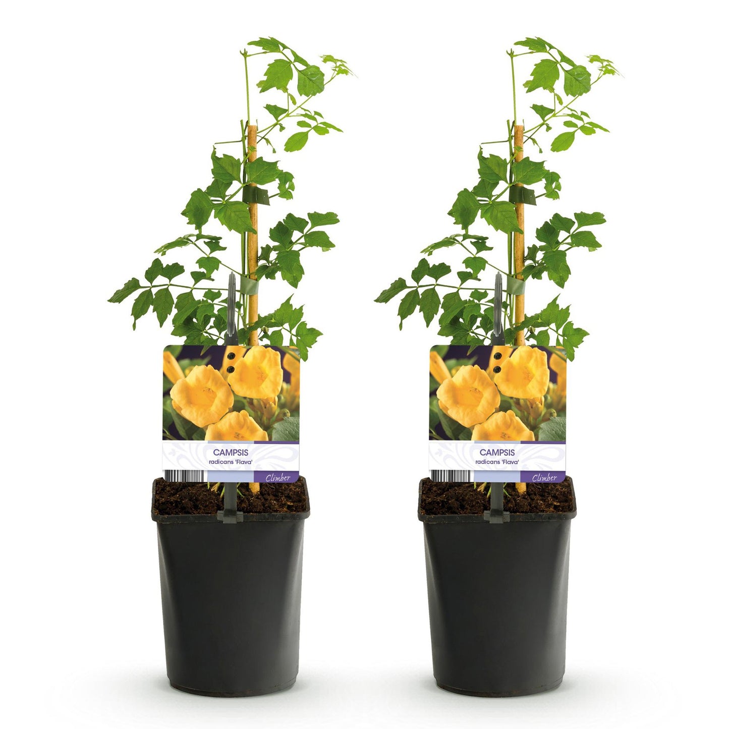 Green boutiQ - pflanzfix24 Campsis radicans Flava – 2x Trompetenblume gelb