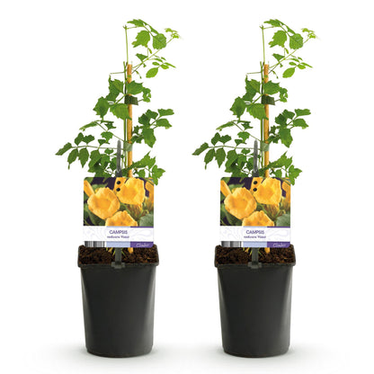 Green boutiQ - pflanzfix24 Campsis radicans Flava – 2x Trompetenblume gelb