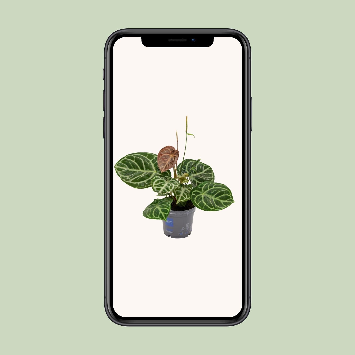 Anthurium Crystal Hybride Compact - Pflanzfix24.de - Pflanzfix24.de