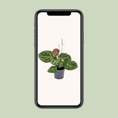 Anthurium Crystal Hybride Compact - Pflanzfix24.de - Pflanzfix24.de
