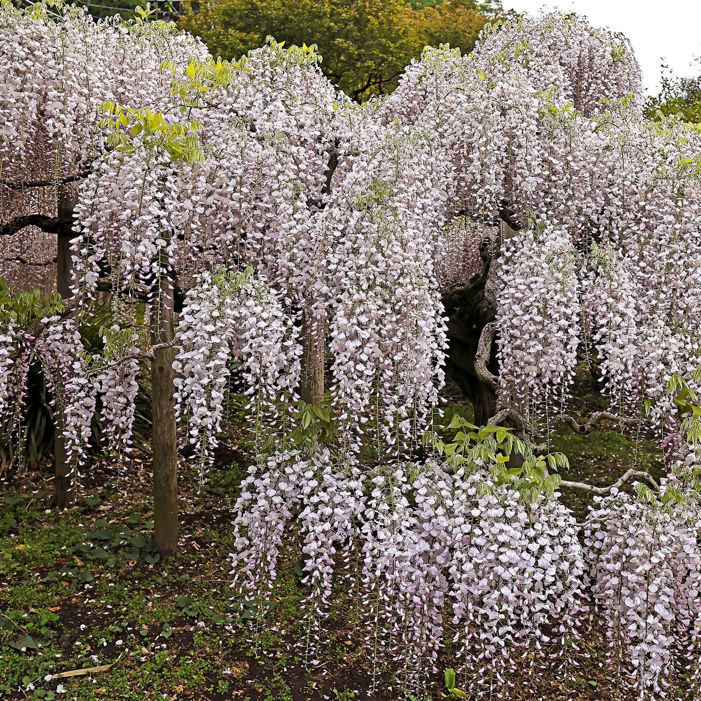 GreenboutiQ - Blauregen - Wisteria floribunda Rosea - 1 Pflanze - Topf 11cm - Pflanzfix24.de - Pflanzfix24.de